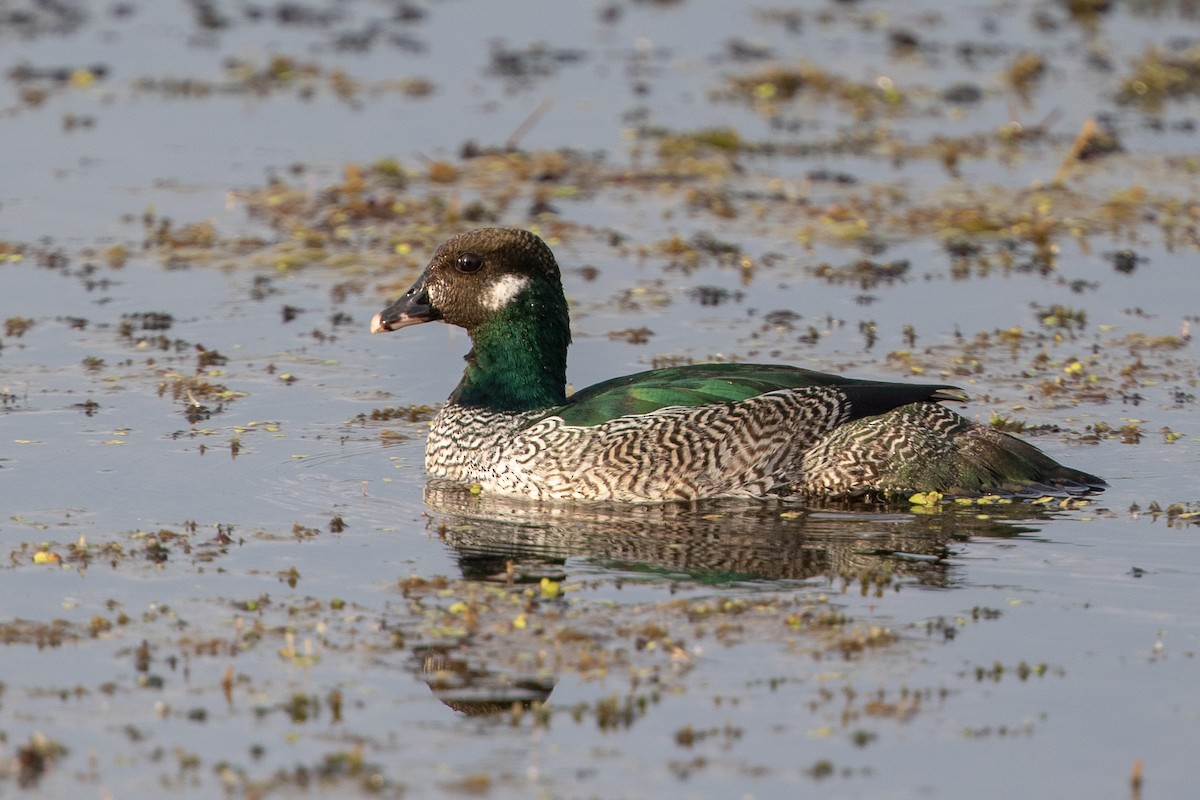 Green Pygmy-Goose - Cory Gregory