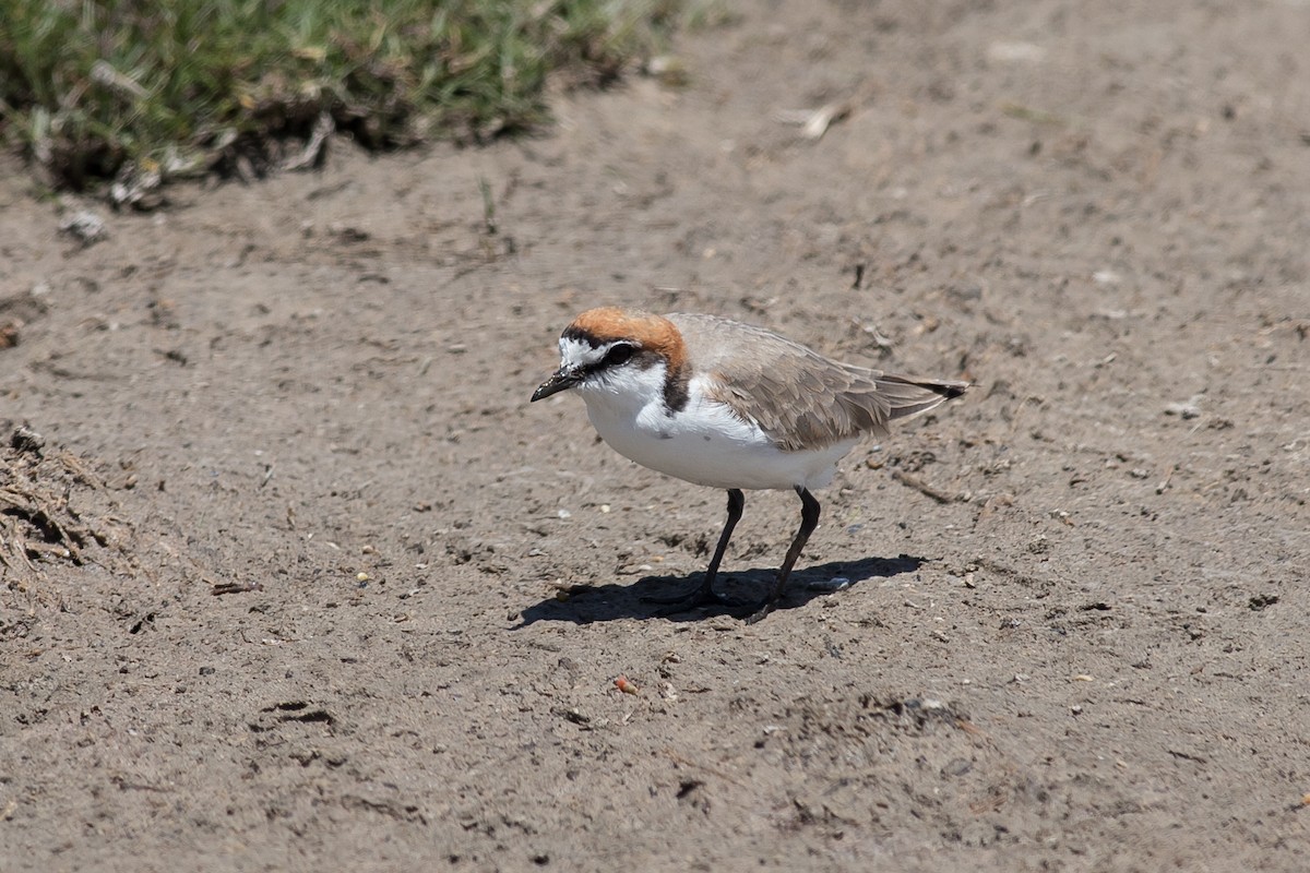 Red-capped Plover - Kym Nicolson