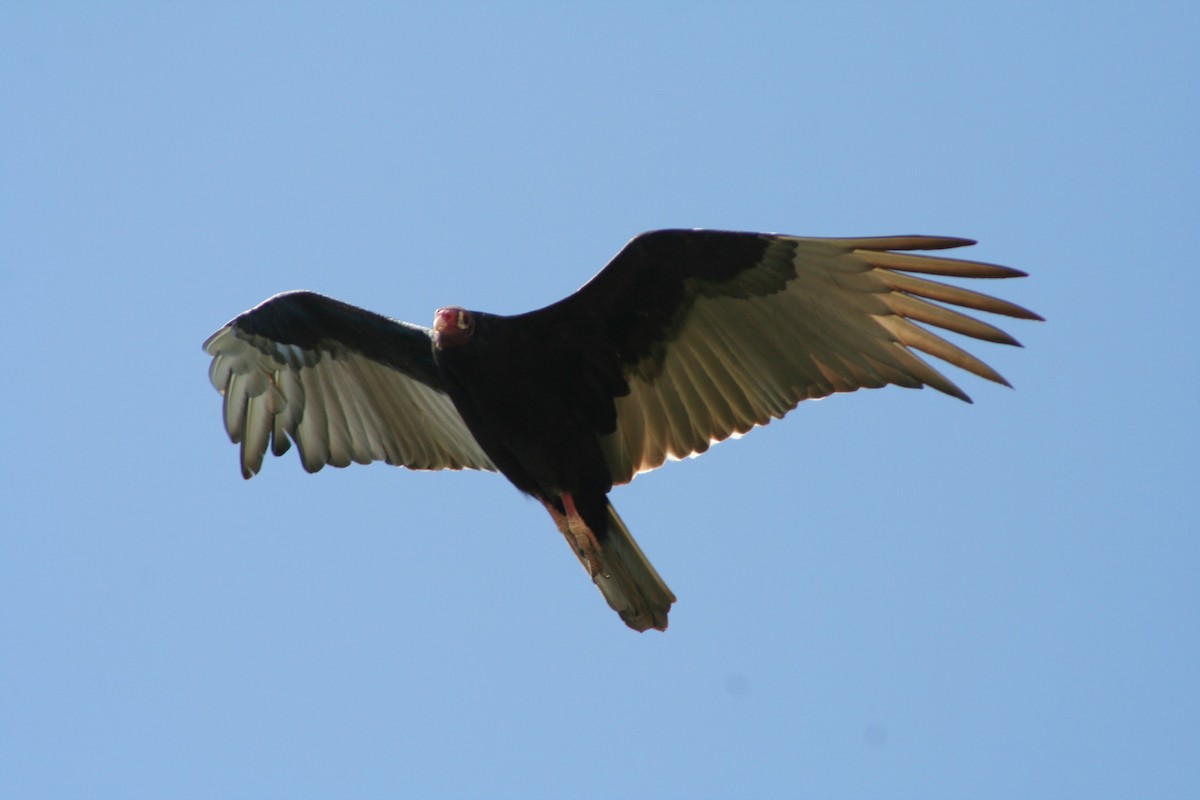 Turkey Vulture - ML126020151