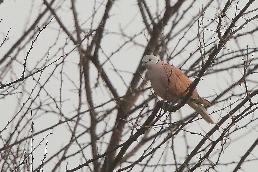 Red Collared-Dove - ML126020351