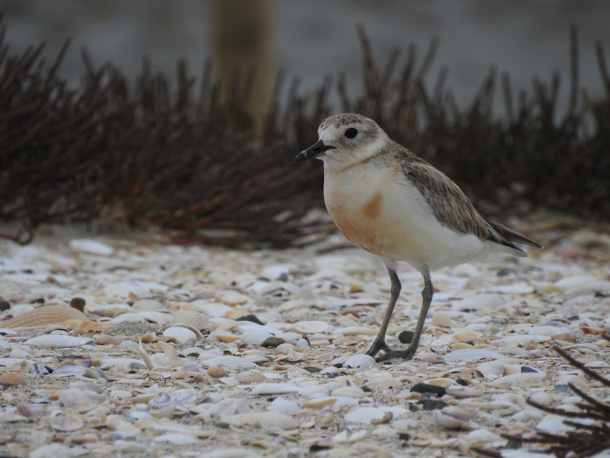 Red-breasted Dotterel - ML126021301