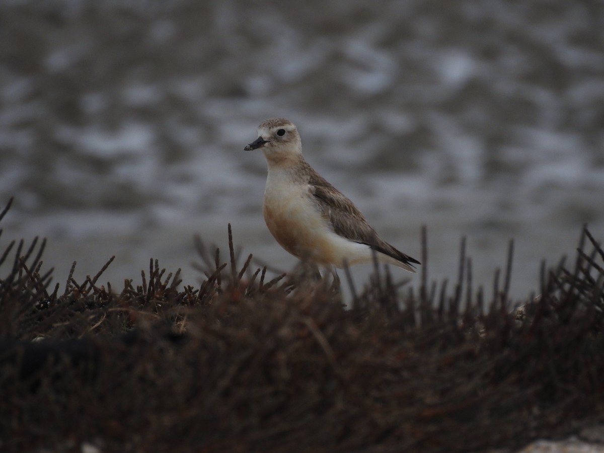 Red-breasted Dotterel - ML126021311