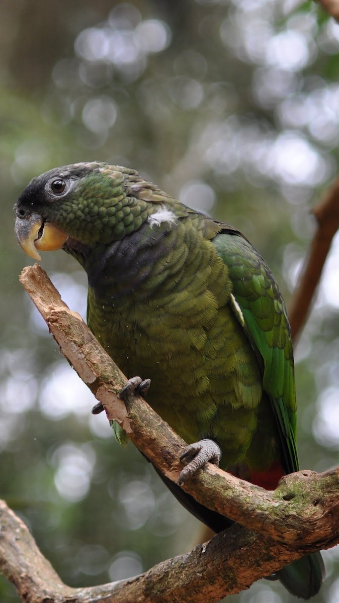Scaly-headed Parrot - Diana Flora Padron Novoa