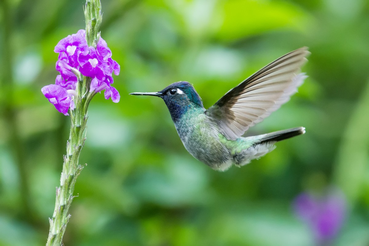 Violet-headed Hummingbird - ML126025791