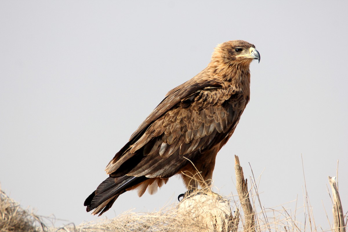 Tawny Eagle - Amol Bapat