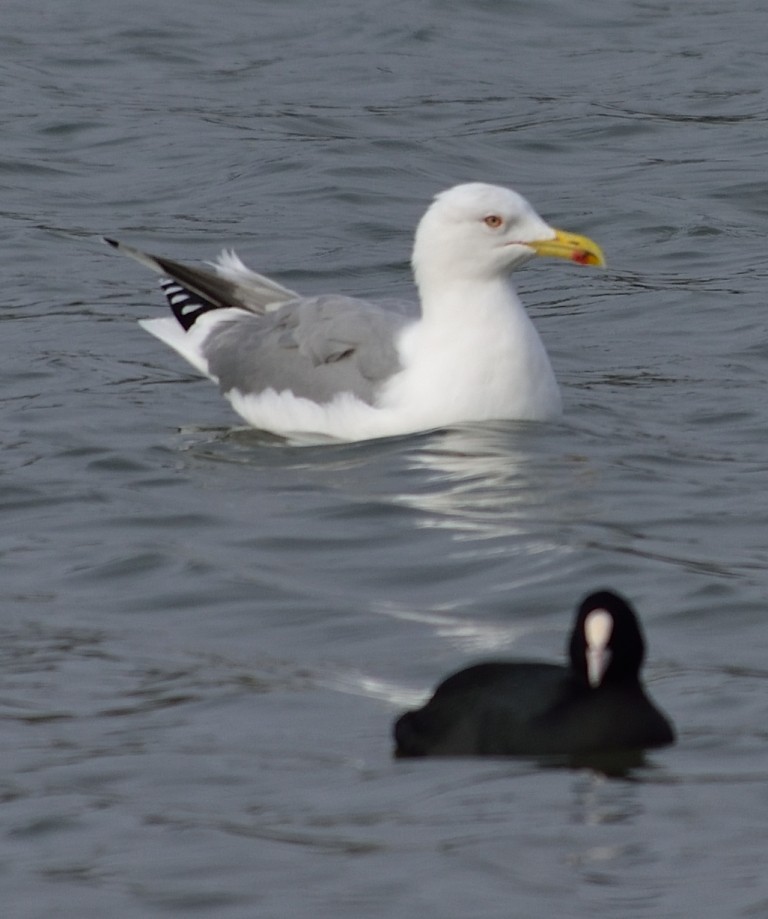 Caspian/Yellow-legged Gull - Gordan Pomorišac