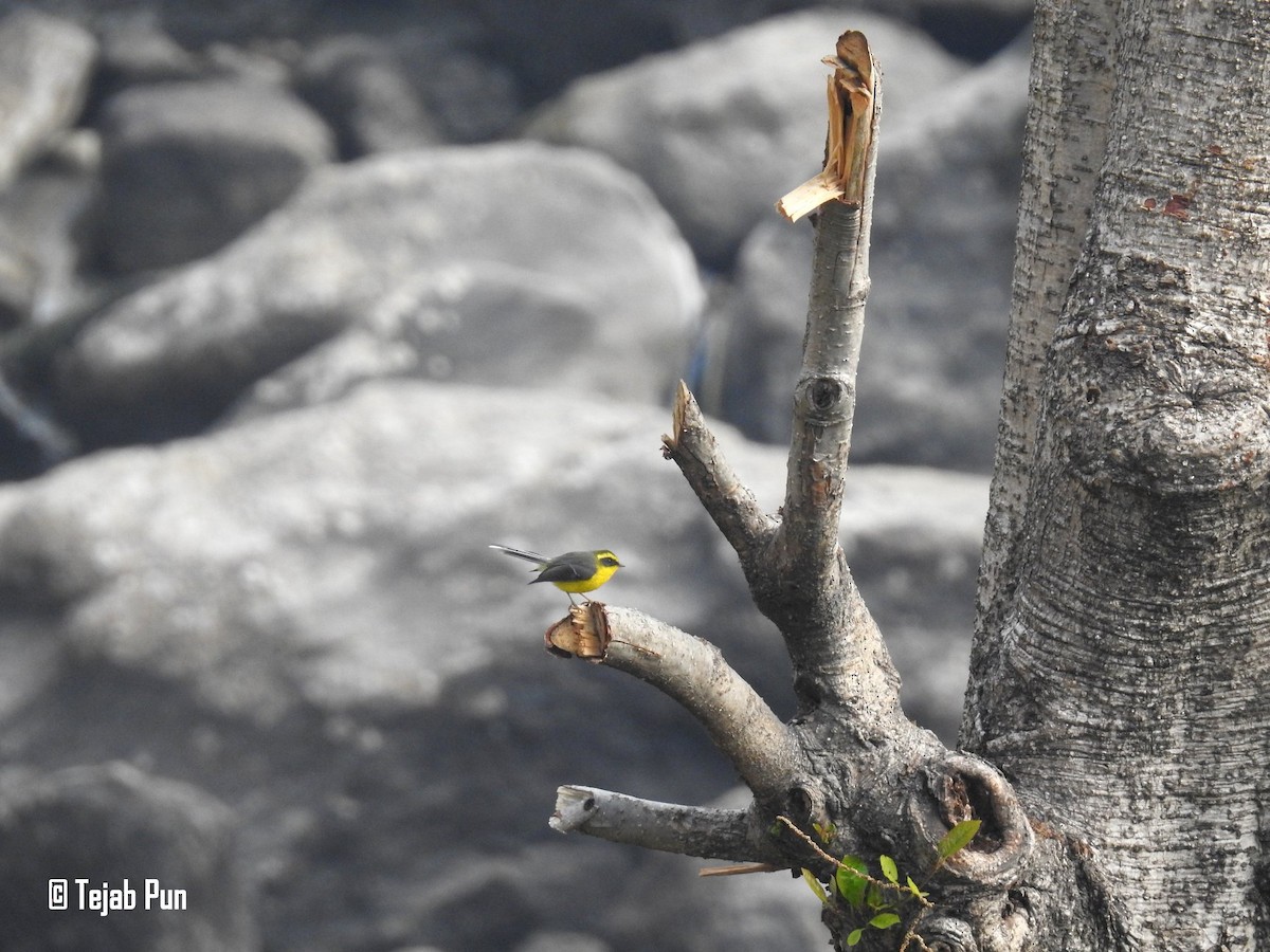 Ebird India Checklist Dec Sundarijal Area M Below Mulkharka Species