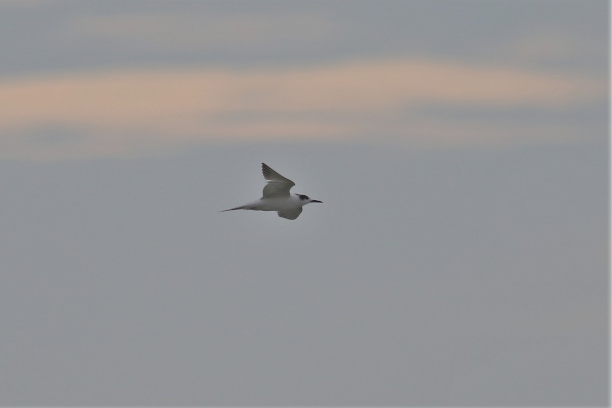 Common Tern - Fadzrun A.