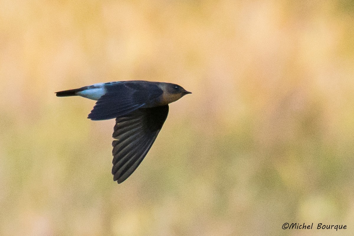 Southern Rough-winged Swallow - ML126033771