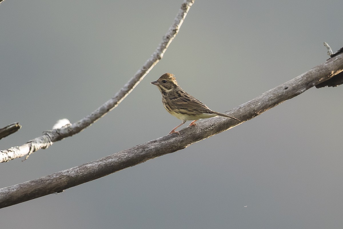 Black-faced/Masked Bunting - ML126035661