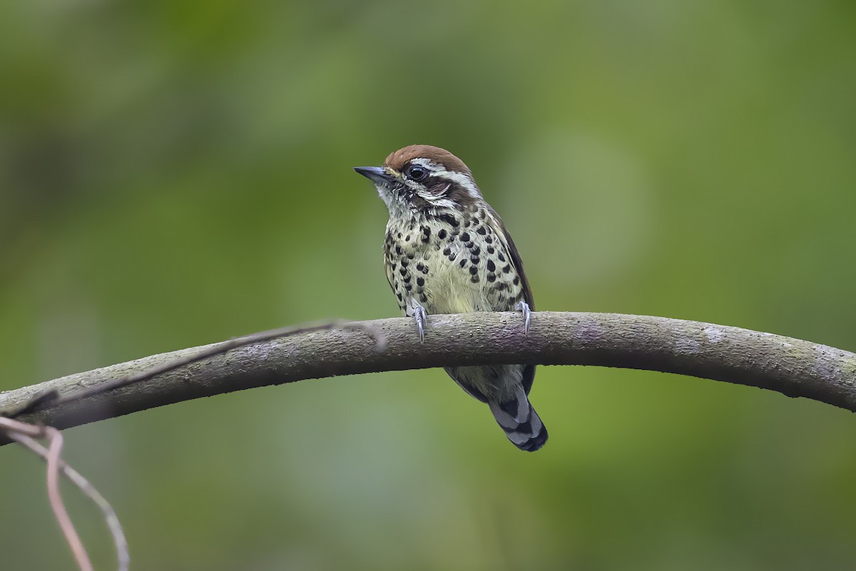 Speckled Piculet - ML126035761