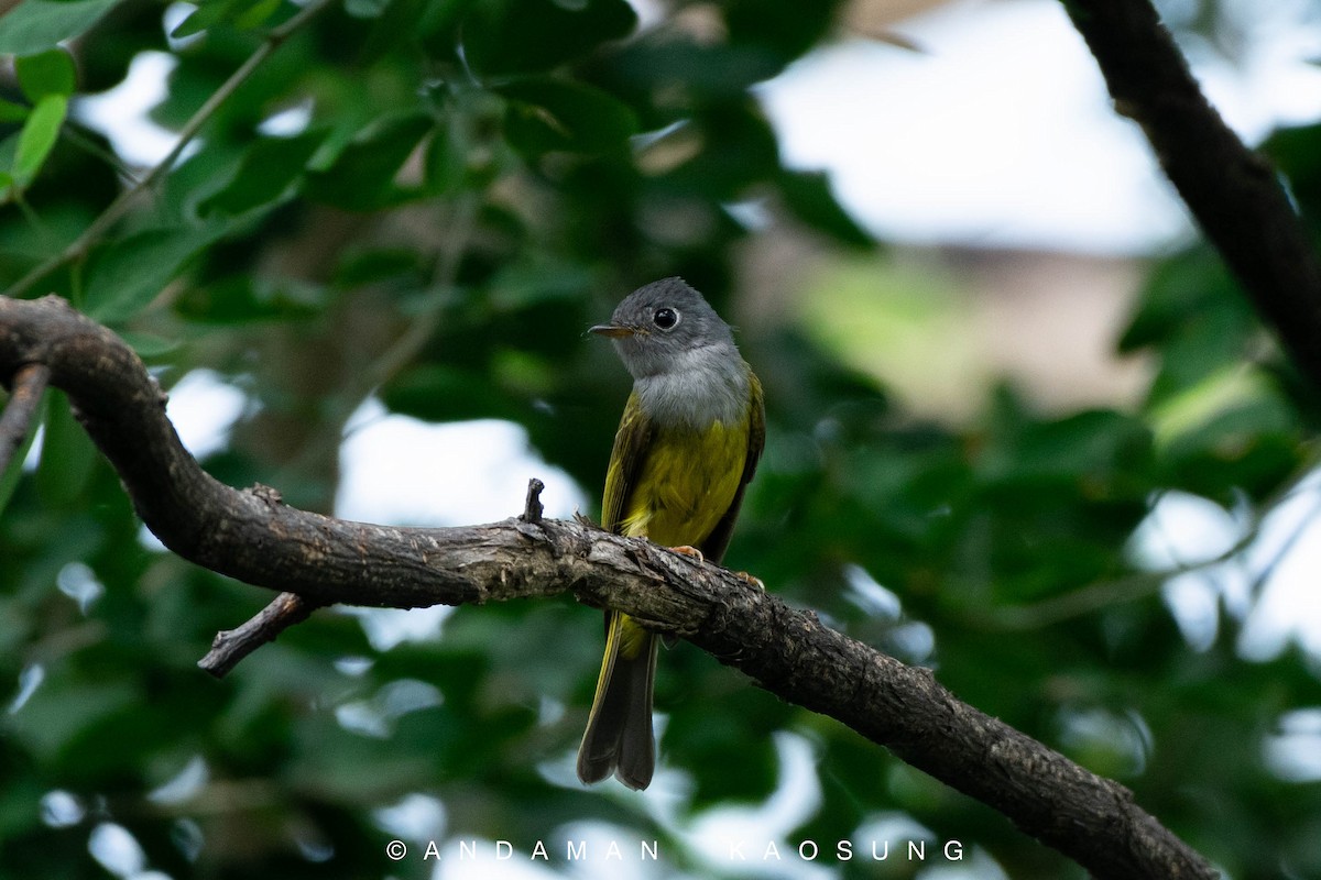 Gray-headed Canary-Flycatcher - Andaman Kaosung