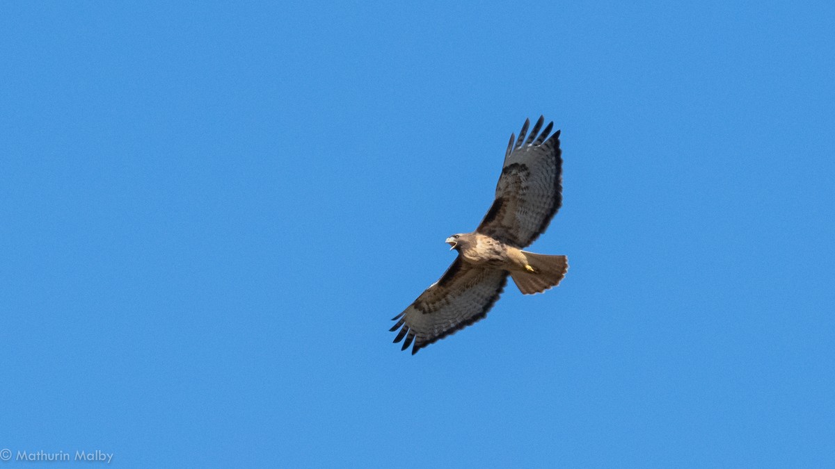 Red-tailed Hawk - ML126041421
