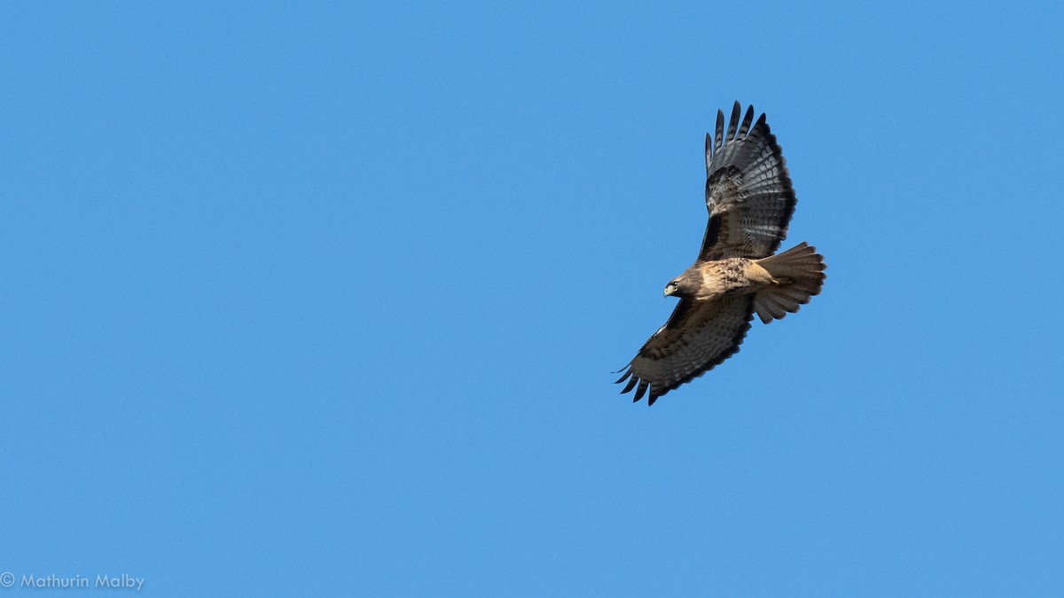 Red-tailed Hawk - ML126041451