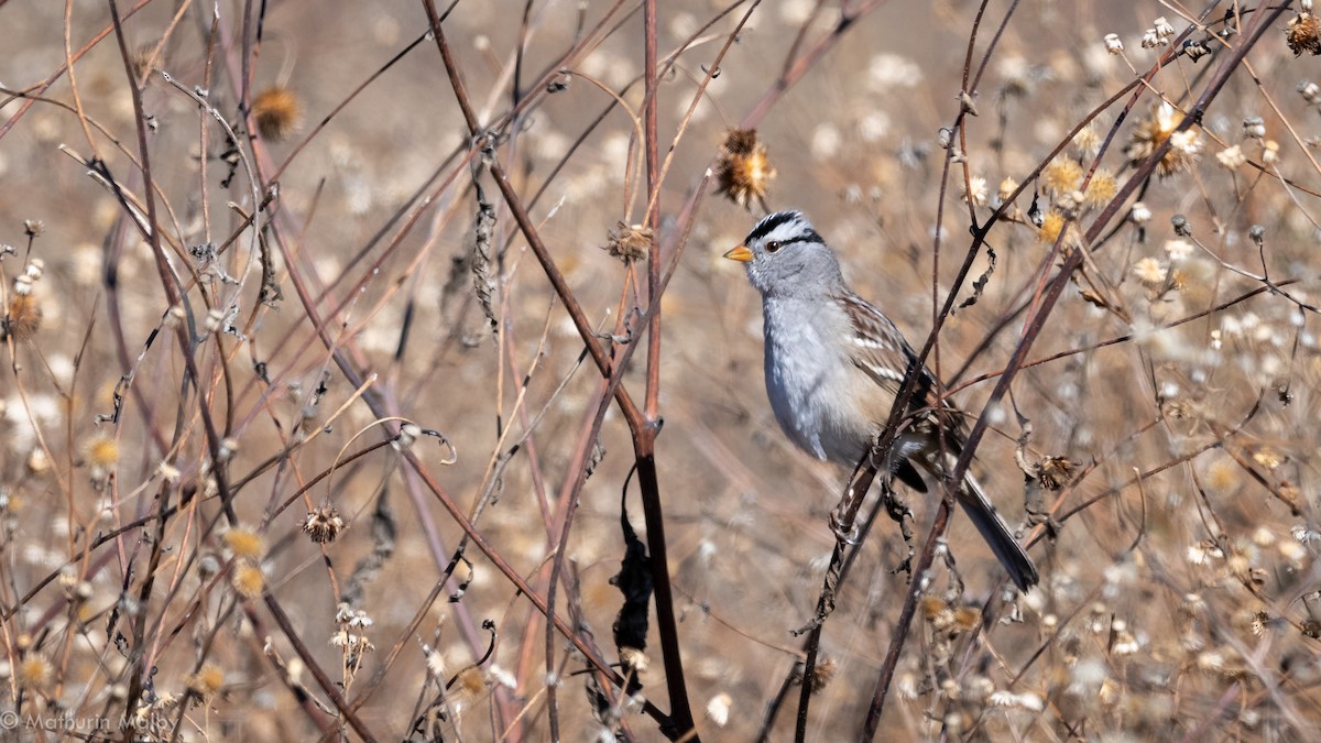 White-crowned Sparrow - ML126041581