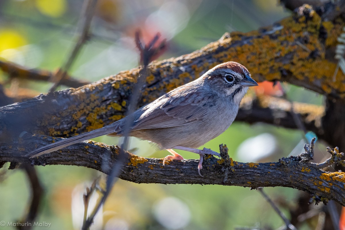 Rufous-crowned Sparrow - ML126041771
