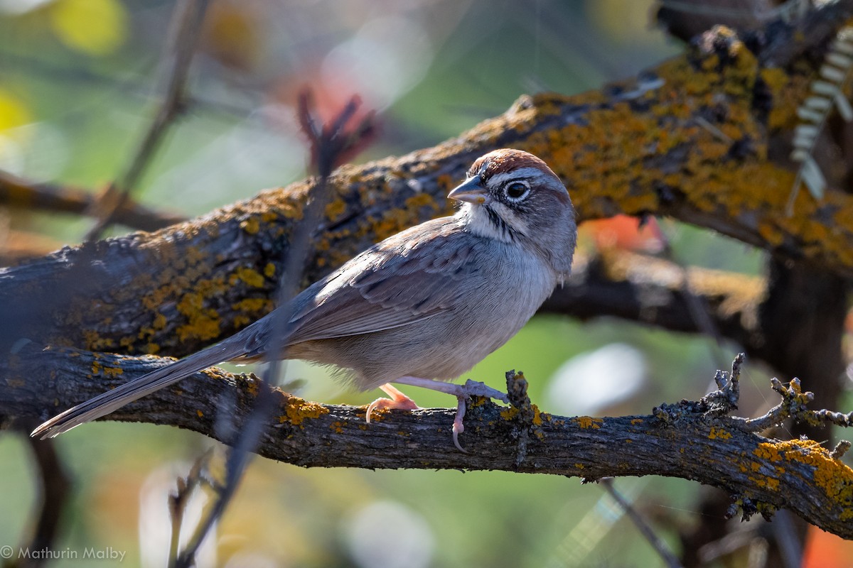 Rufous-crowned Sparrow - ML126041781