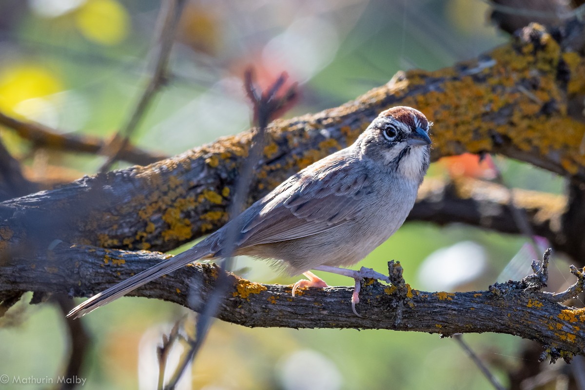 Rufous-crowned Sparrow - ML126041791