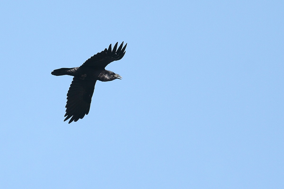 Common Raven - ML126043321