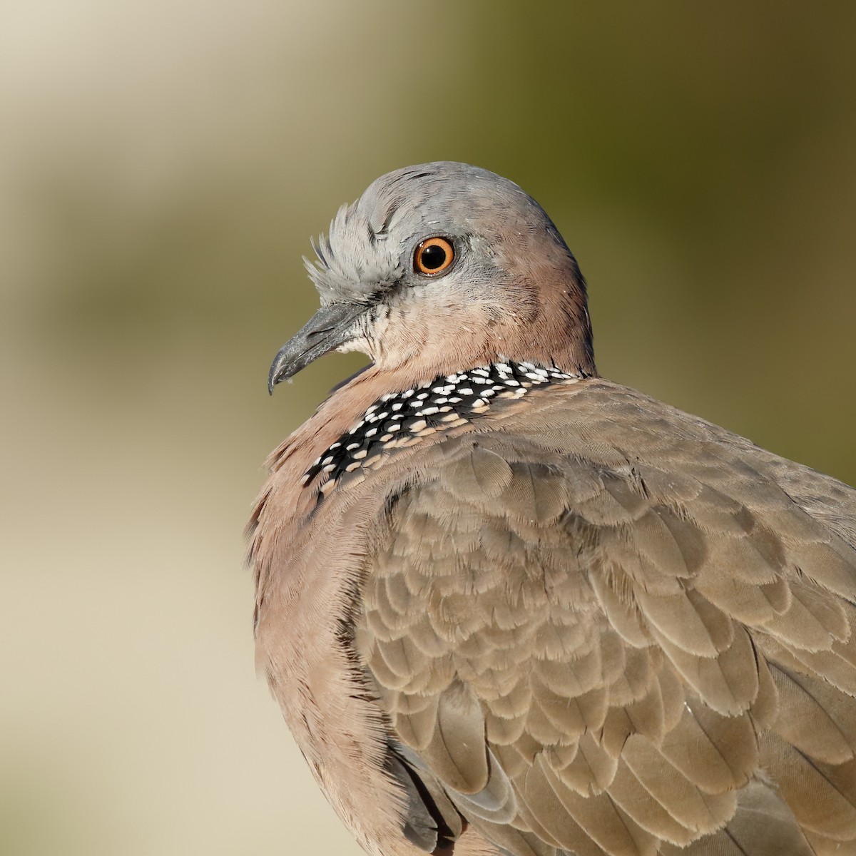 Spotted Dove - ML126044531