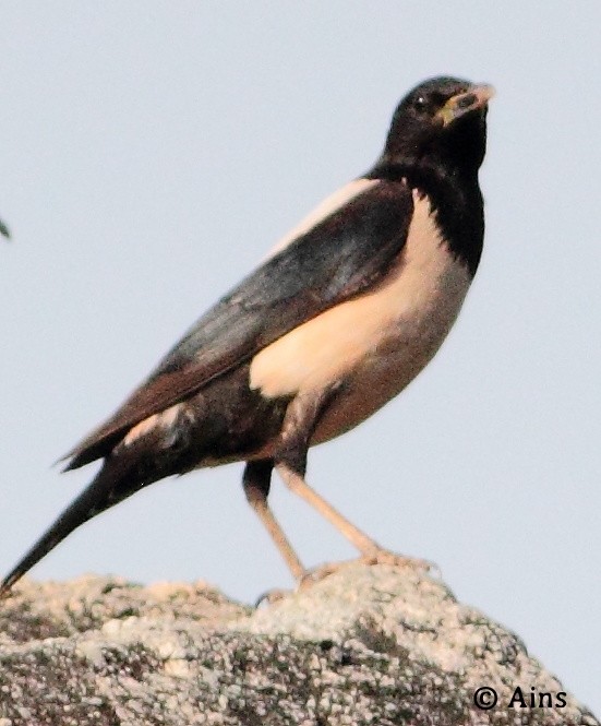 Rosy Starling - Ains Priestman