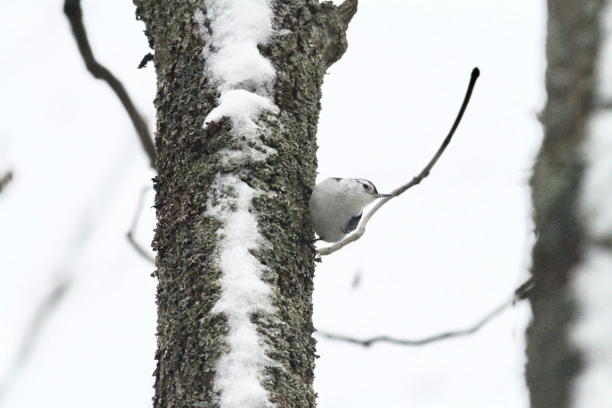 White-breasted Nuthatch - ML126050111