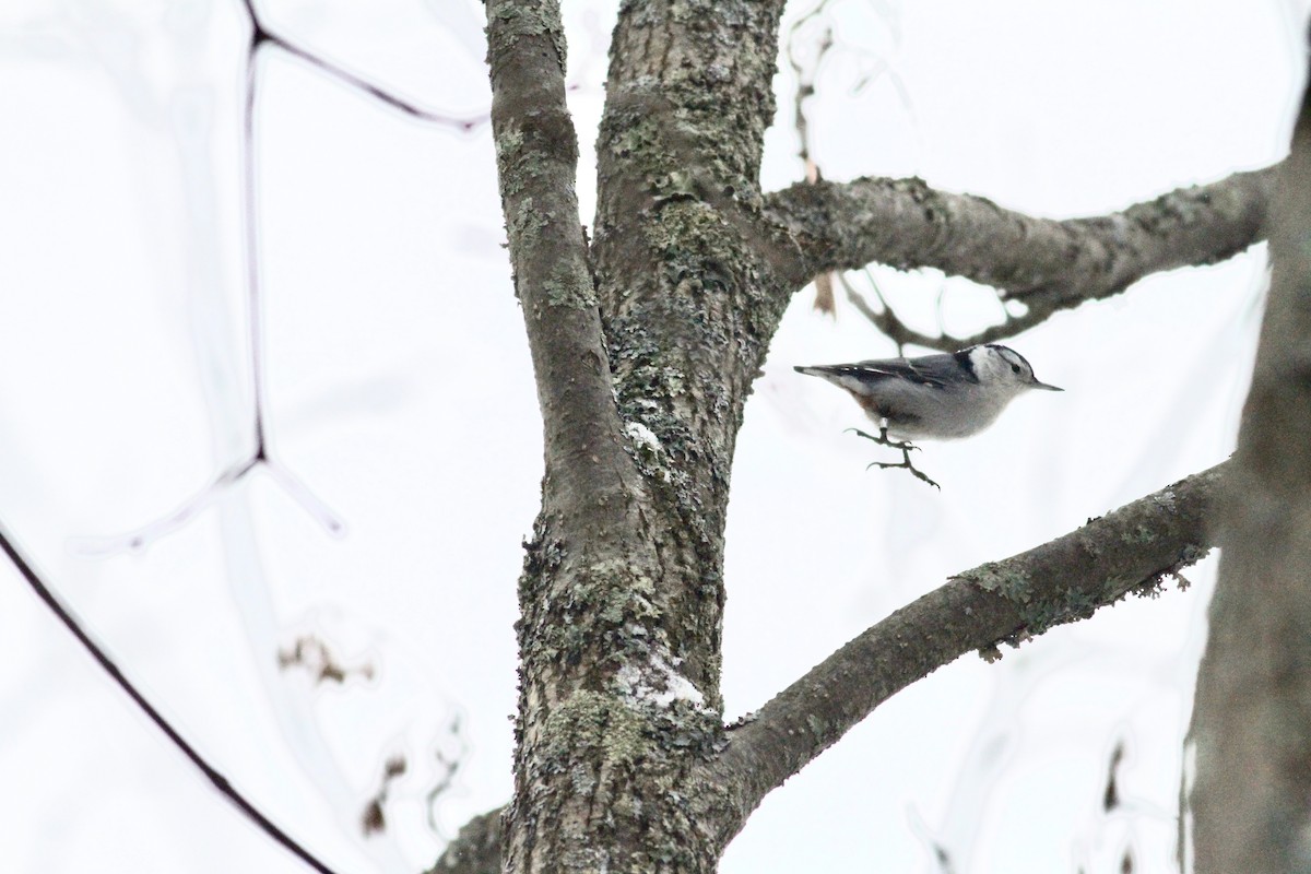 White-breasted Nuthatch - Yuting Deng