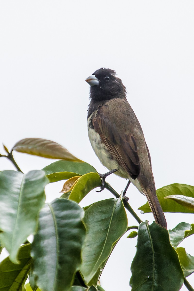 Yellow-bellied Seedeater - ML126050741