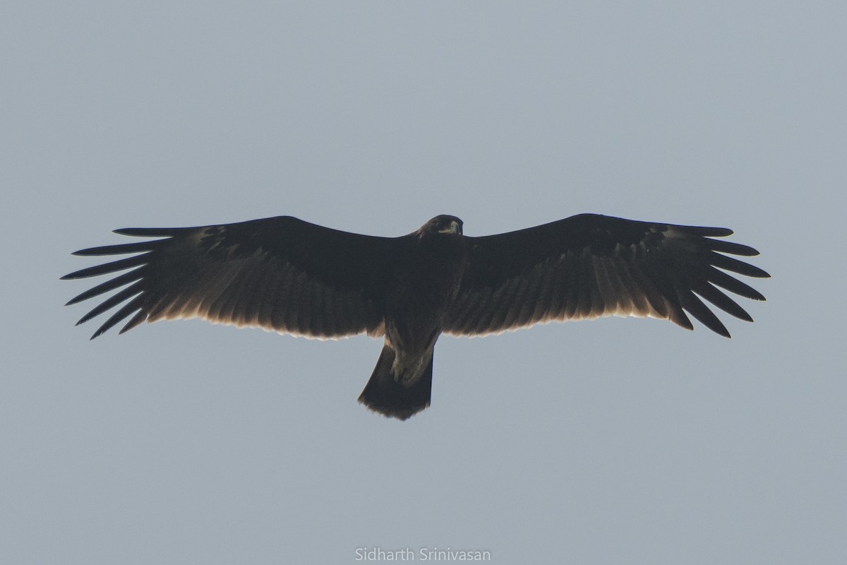 Greater Spotted Eagle - Sidharth Srinivasan