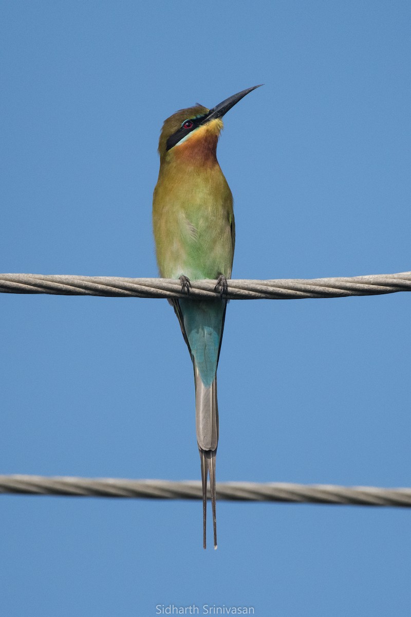 Blue-tailed Bee-eater - Sidharth Srinivasan
