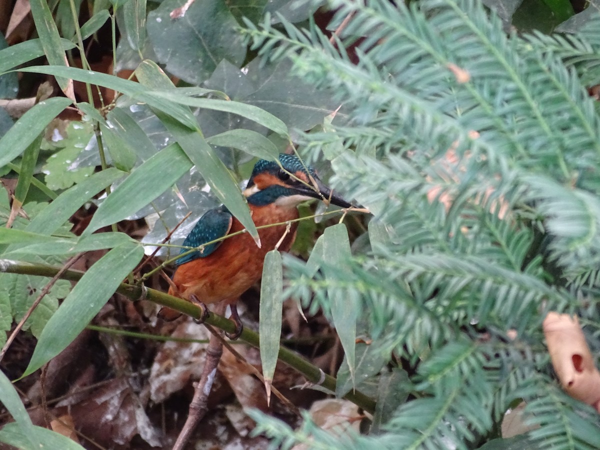 Common Kingfisher - ML126057241
