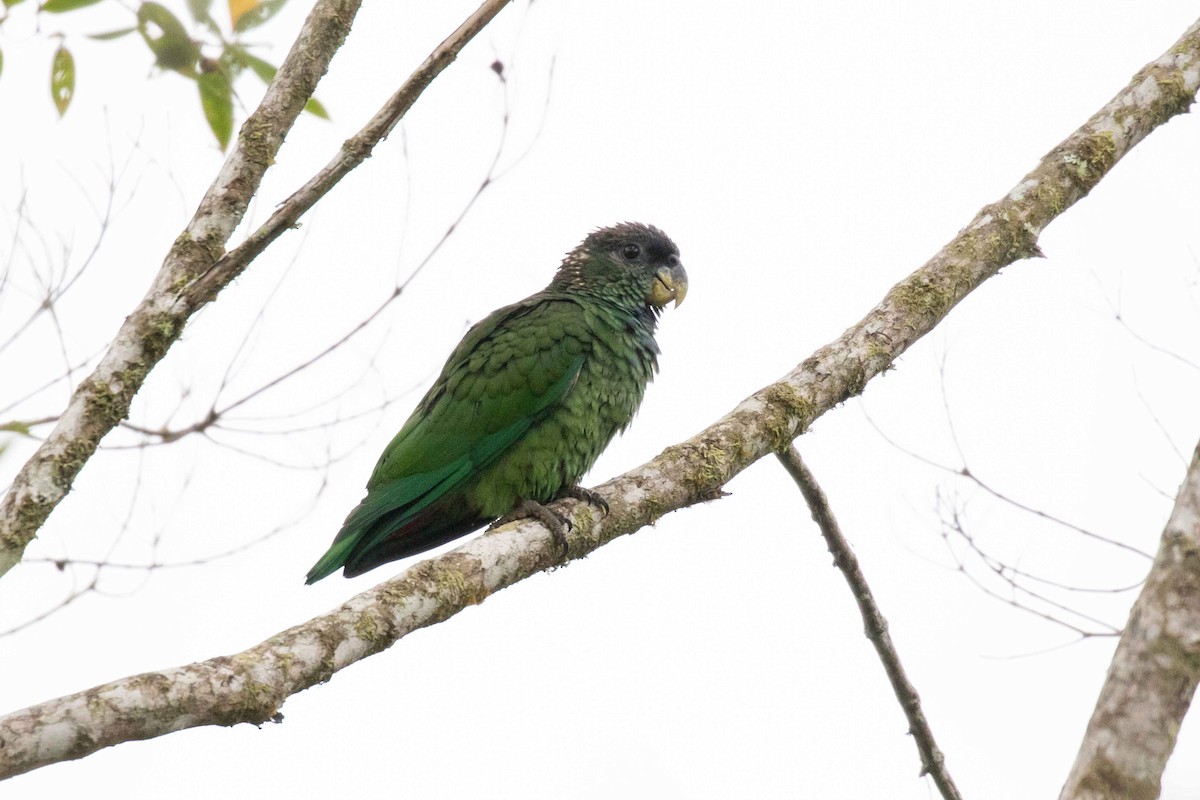 Scaly-headed Parrot - Linda Rudolph