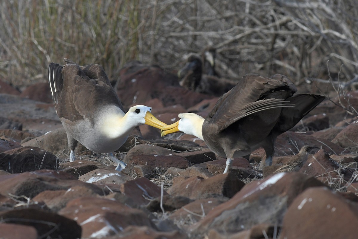 Waved Albatross - Joshua Vandermeulen