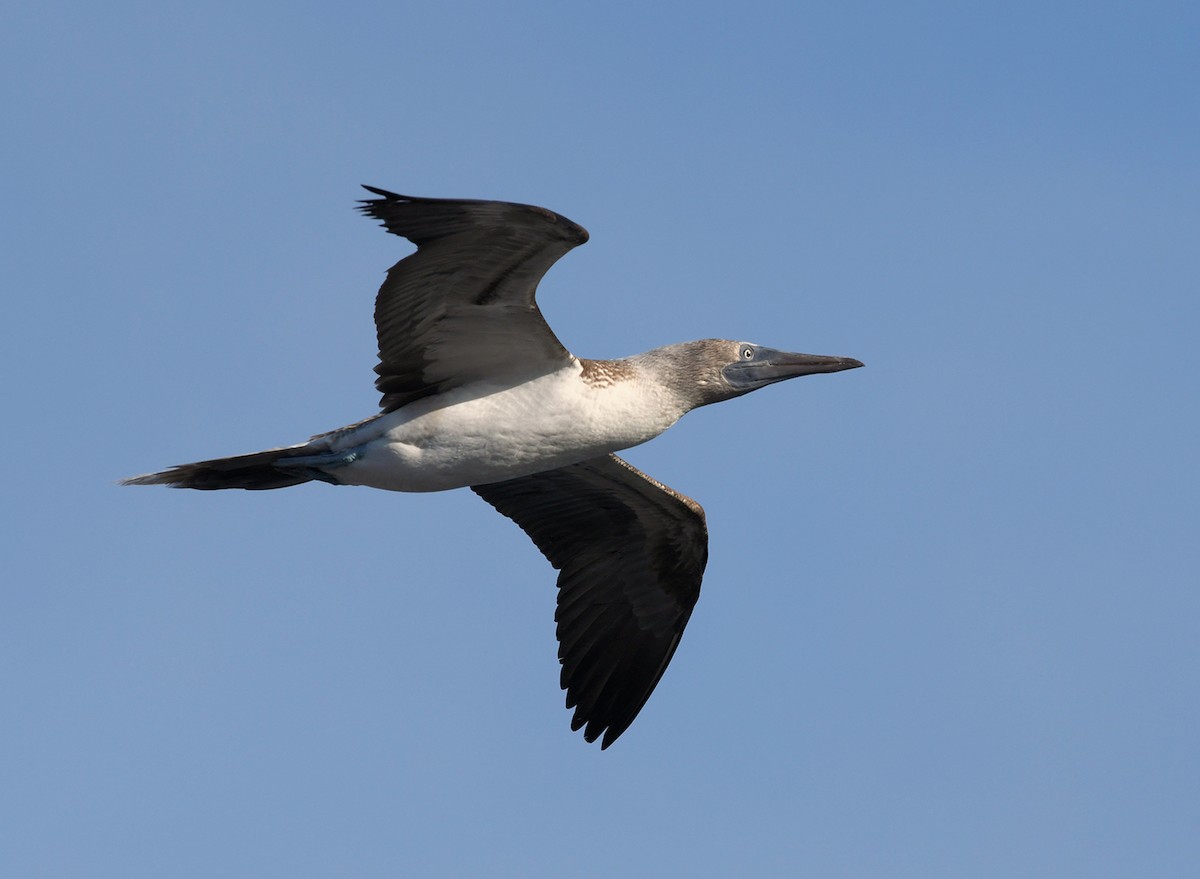 Blue-footed Booby - ML126067091