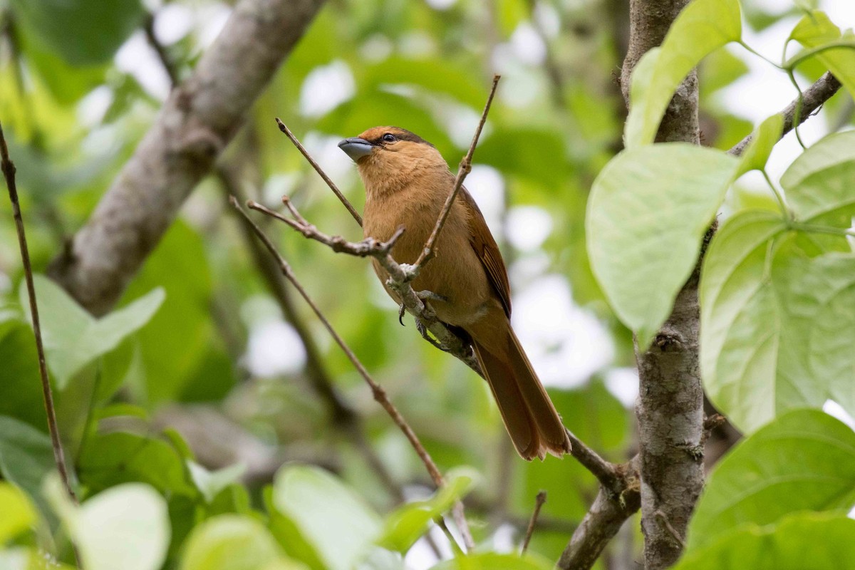 Brown Tanager - ML126067491