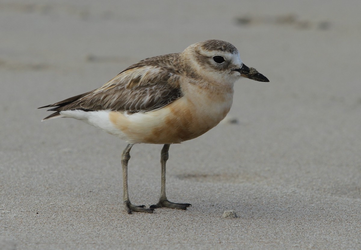 Red-breasted Dotterel - ML126073301
