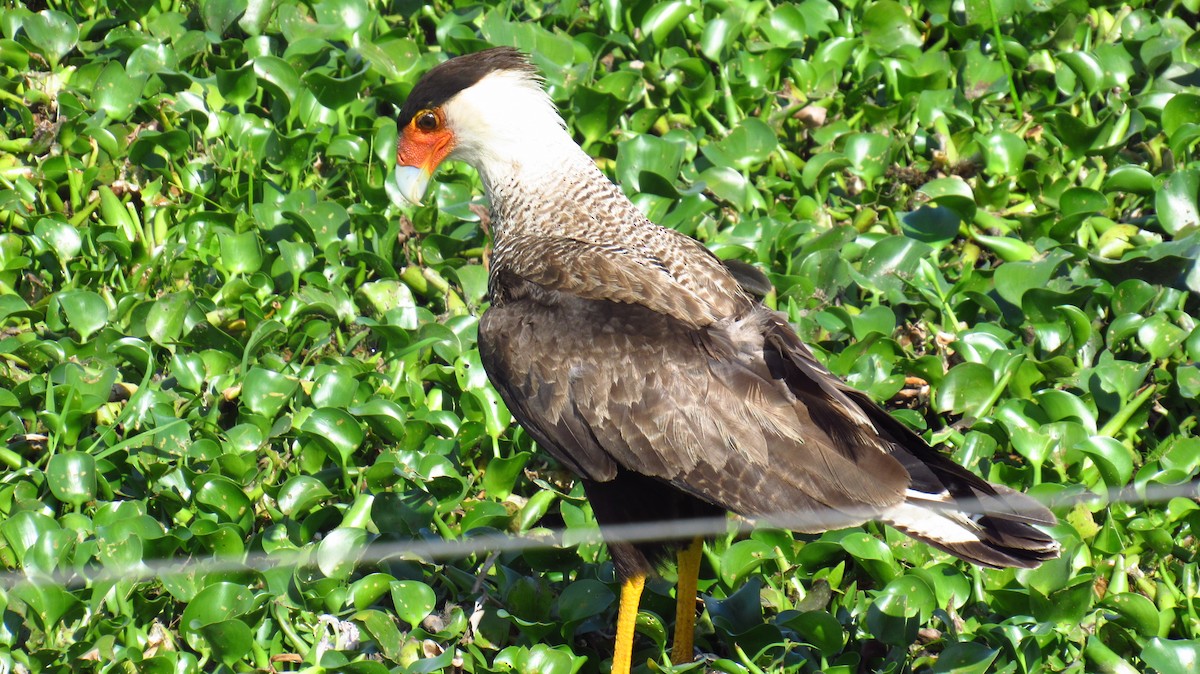Crested Caracara (Southern) - ML126074111