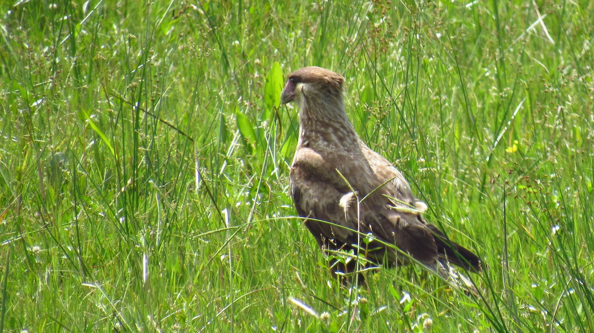 Crested Caracara (Southern) - ML126074131