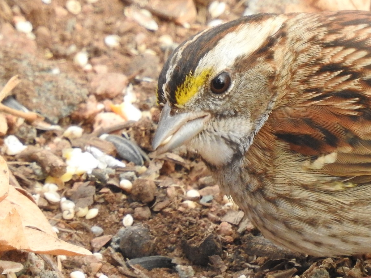 White-throated Sparrow - ML126078421