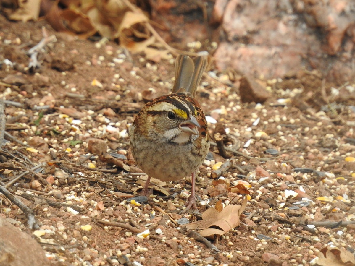 White-throated Sparrow - ML126078441