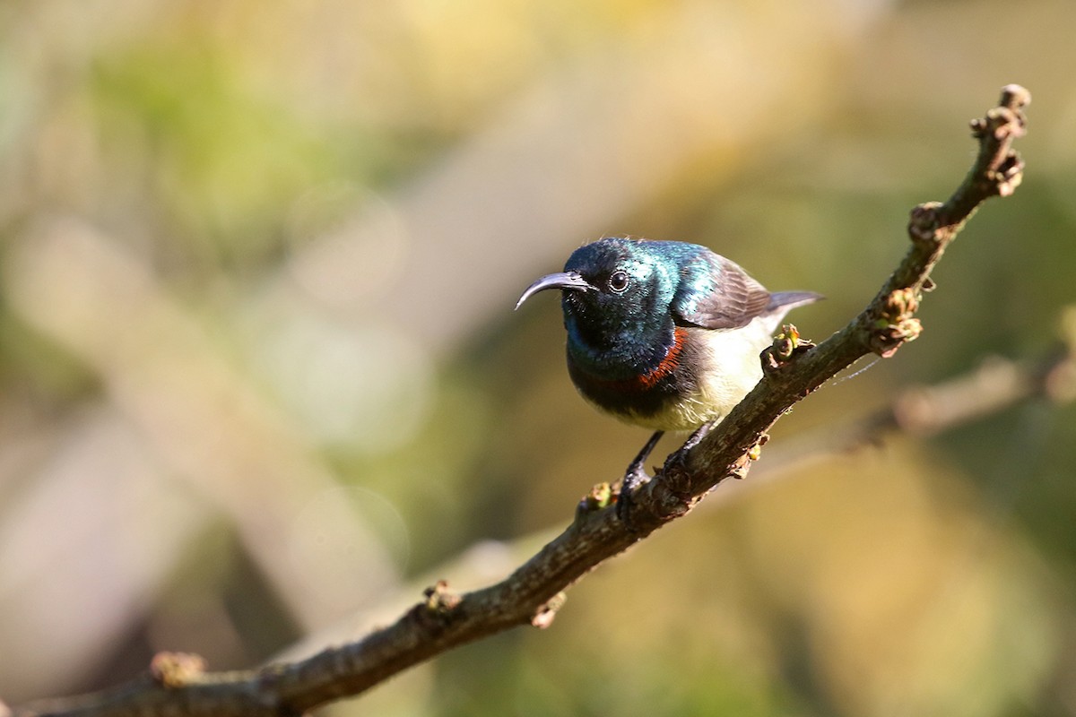 Souimanga Sunbird - Charley Hesse TROPICAL BIRDING