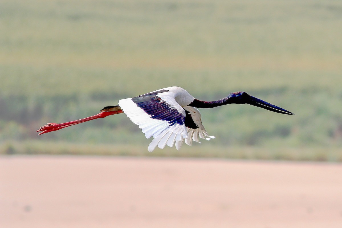 Black-necked Stork - ML126078931