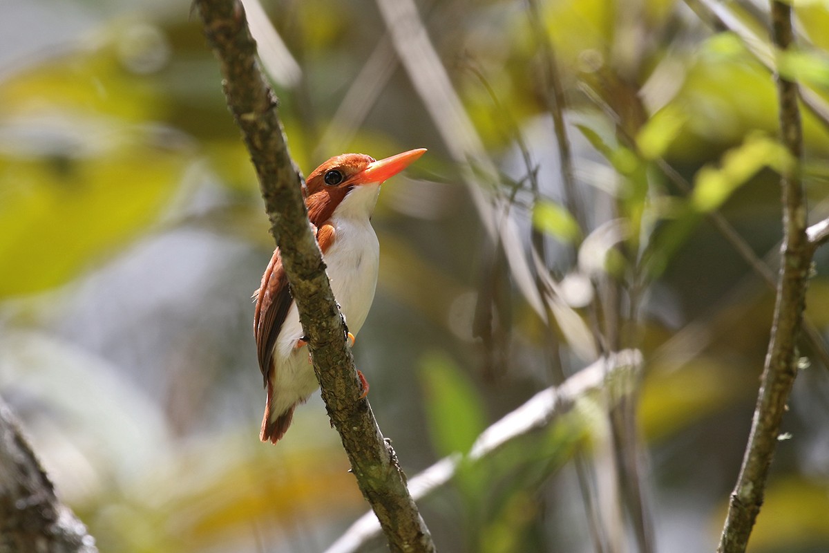 Madagascar Pygmy Kingfisher - Charley Hesse TROPICAL BIRDING