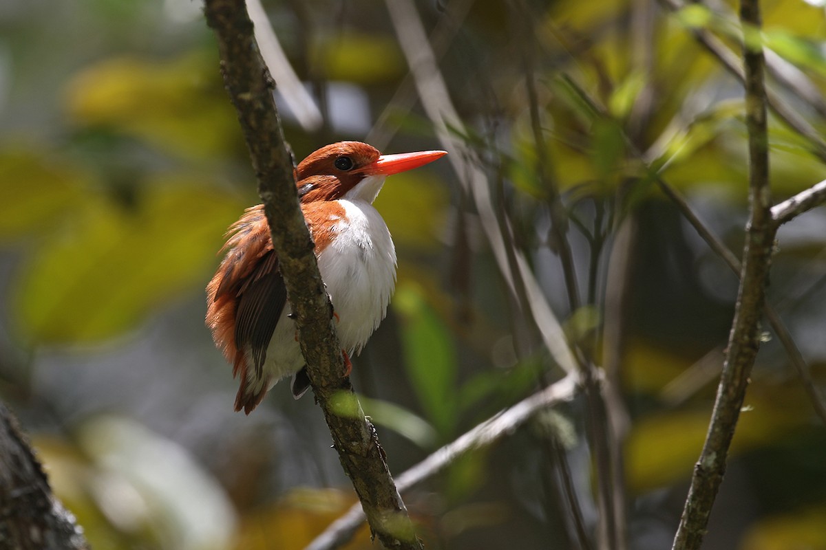 Madagascar Pygmy Kingfisher - Charley Hesse TROPICAL BIRDING