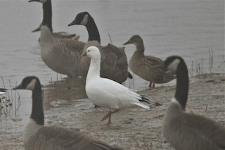 Ross's Goose, ML126079511