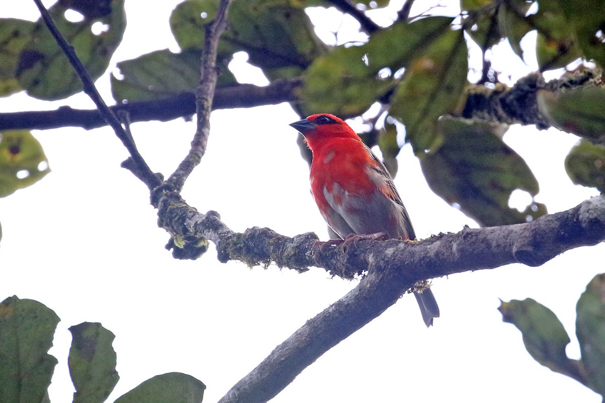 Forest Fody - Charley Hesse TROPICAL BIRDING