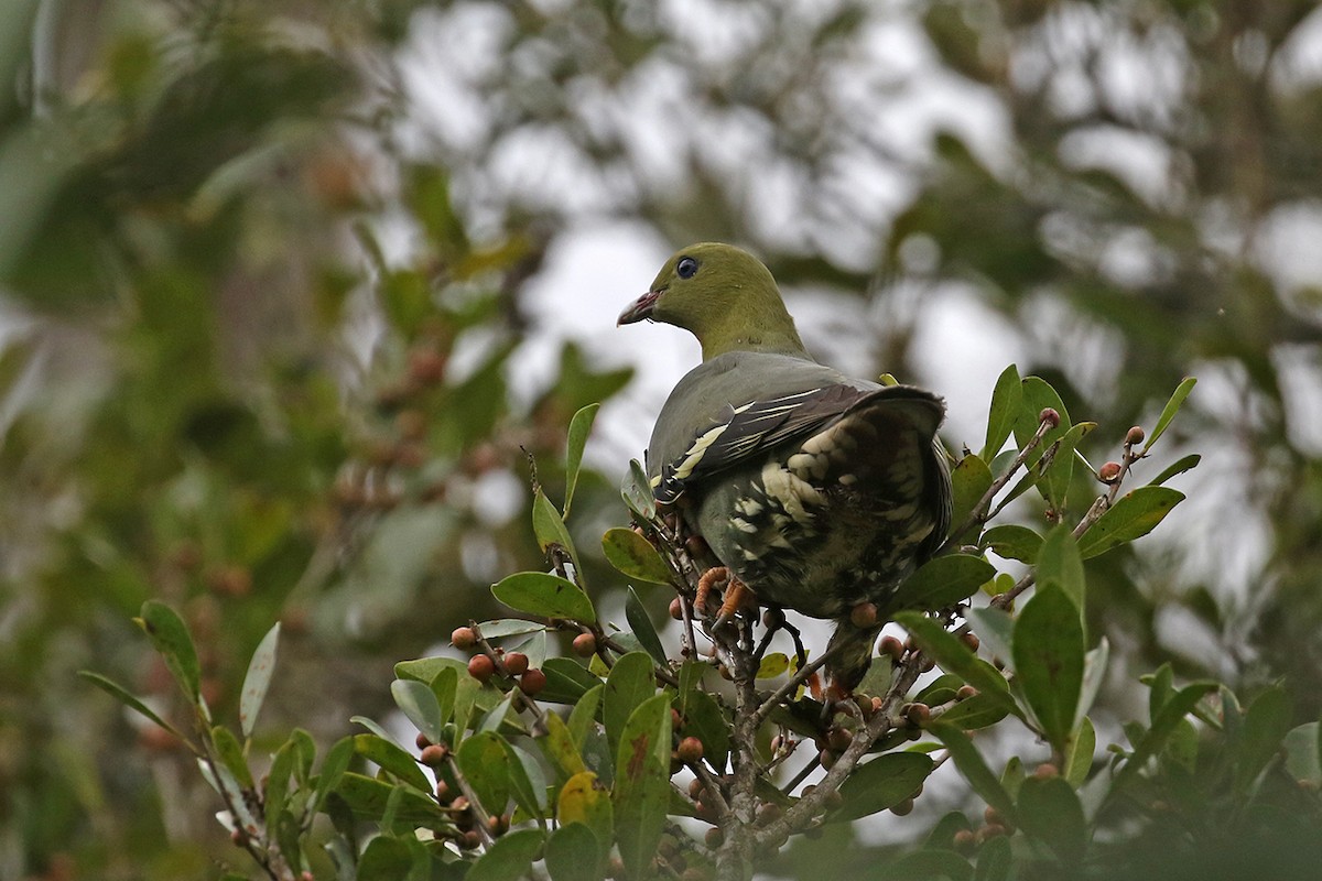 Madagascar Green-Pigeon - Charley Hesse TROPICAL BIRDING