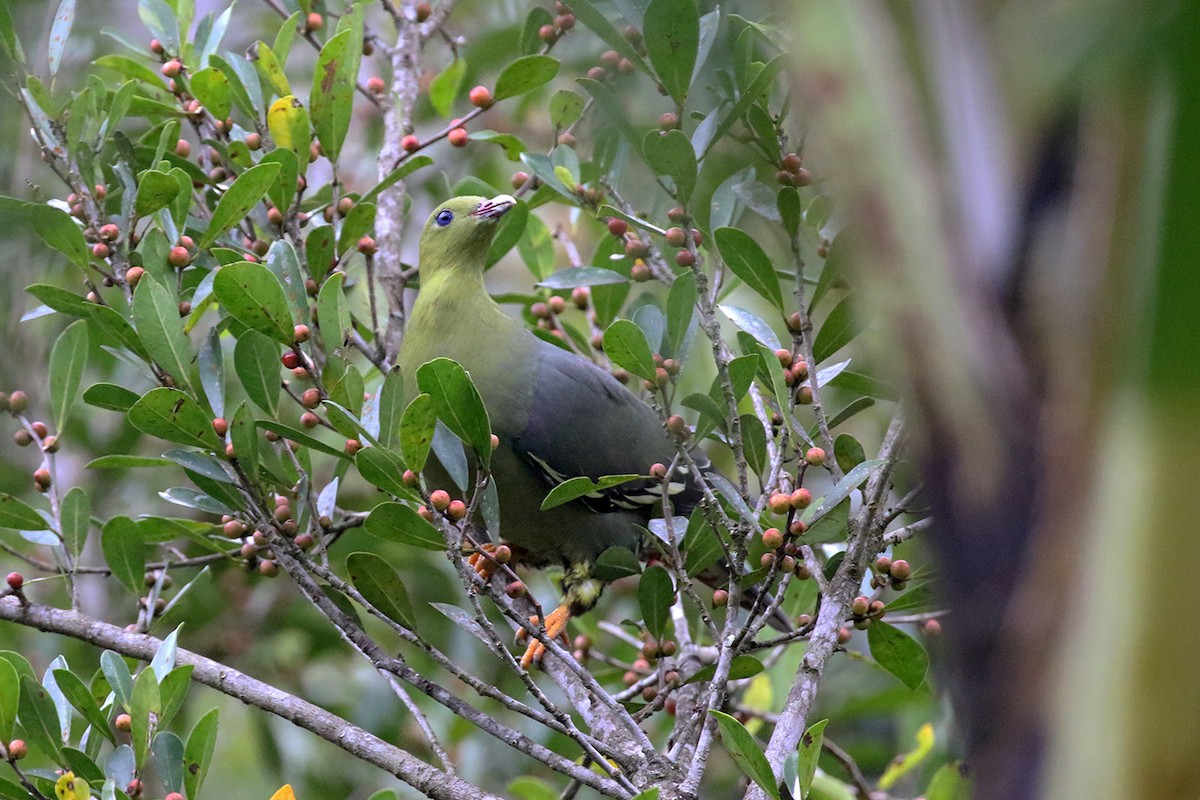 Madagascar Green-Pigeon - Charley Hesse TROPICAL BIRDING