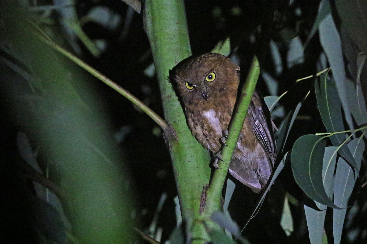 Madagascar Scops-Owl (Rainforest) - ML126082471