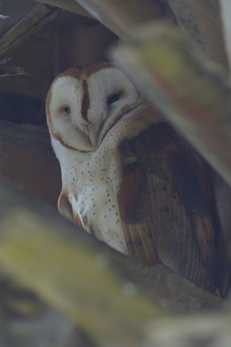 Barn Owl - Ryan Zucker